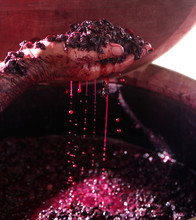 Traditional Organic Wine Making, Hand Holding Up Dripping Grapes From Wooden Wine Barrel