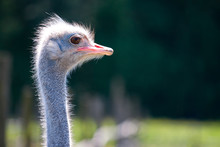 Ostrich Face Portrait Closeup View