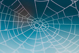 Fototapeta Do przedpokoju - Spider web with raindrops on blurred background; close-up