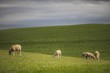 © Global News Art - Green farm fields with sheep grazing.
