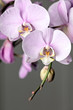 Pink Phalaenopsis orchid flower, close up on gray background. Vertical cpmposition