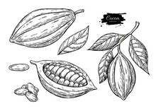 Cocoa Vector Superfood Drawing Set.Organic Healthy Food Sketch. 