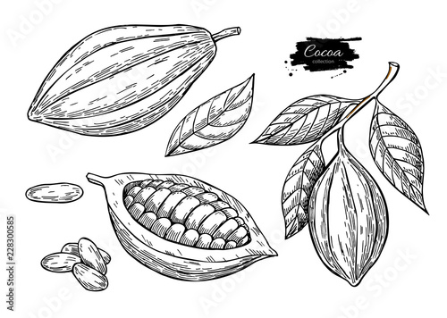 Fotografía Cocoa vector superfood drawing set.Organic healthy food sketch.