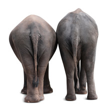 Asian Elephant Backside