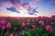 Pink Fields Of Tulips With A Colorful Sunset