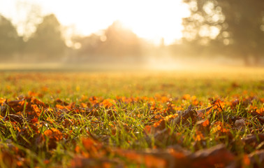 Wall Mural - autumn leaves on the grass during a foggy sunrise in a park. lyon, france. shallow d.o.f.