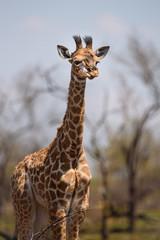 Wall Mural - Junge Giraffe