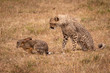 Cheetah cub watches scrub hare in grass