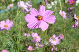 Fototapeta Kosmos - Pink Flower in Garden