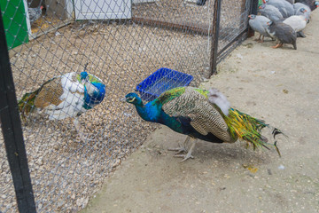 Peacocks look at each other through the bars