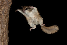 Southern Flying Squirrel In Flight Taken In Minnesota Under Controlled Conditions
