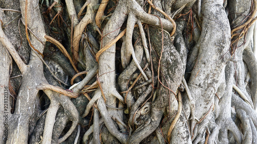 Fotomural roots root tree nature background old wood giant brown garden