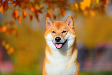 Wall Mural - Portrait of a dog breed Shiba inu in autumn Park.