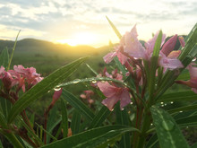 Pink Oleander Or Nerium Flower With Rain Drops On Nature Background In The Morning. 