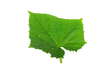 green fresh leaf of cucumber isolated