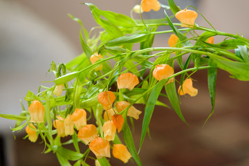 Wall Mural - Orange campanula flowers