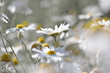 white flowers on a background