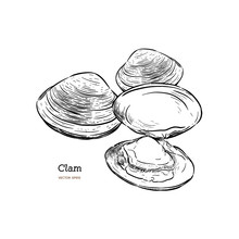 Clams, Mussels, Seafood, Sketch Style Vector
