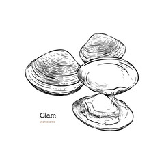 Poster - Clams, mussels, seafood, sketch style vector