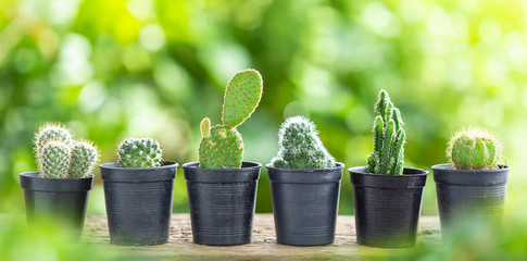 Cactus in plastic pot on wooden table with green nature blur background