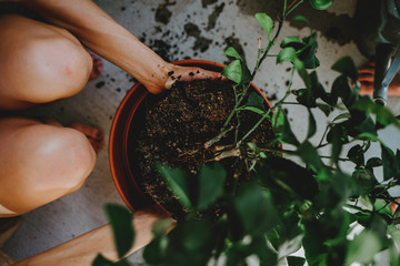 Woman repotting a tree in a pot