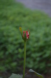 Fototapeta Tulipany - Flower in Garden