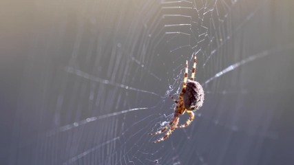 wood orb web spider on its web during a sunny day within  a pineforest during autumn.