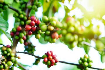 Wall Mural - Robusta coffee farm and plantation on the south mountain of Thailand.