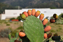 Prickly Leaf Of A Cactus With Many Ripe Orange Fruits, Exotic Impressions In Sardinia With Prickly Pear Cactus Fruits And Leaf