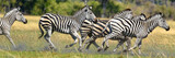 Fototapeta Zebra - Zebras