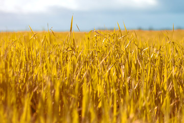 Autumn landscape. Yellow field and blue sky.