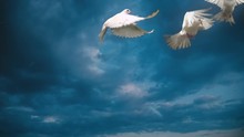 White Doves. Slow Motion. Side View.
Good For Wedding Backgrounds Or Titles.