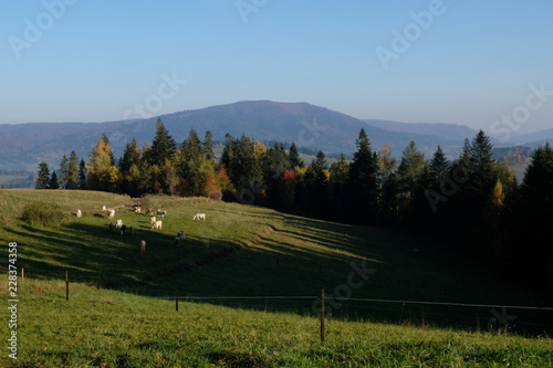 Fototapety Gorce  polska-gory-gorce-jesienna-gorska-panorama