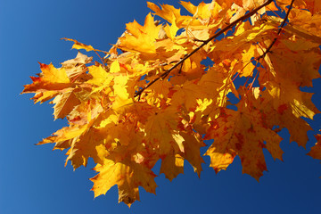 Canvas Print - Yellow leaves on blue sky