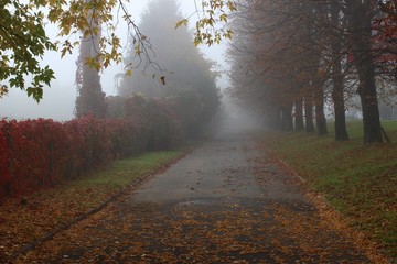 Wall Mural - beautiful park in the fog