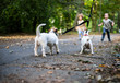 © Rajtar photography - Little caucasian kids running around the autumn park with the dogs.
