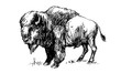 American bison, buffalo. Hand drawn illustration.