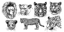 Vector Drawings Sketches Wild Predators , Tigers, Lions, Leopards.