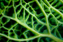A Macro View Showing The Detail Contained Within The Outer Layers Of A Simple Savoy Cabbage