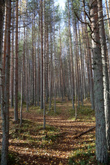 Beautiful Karelian forest landscape in early autumn in Russia
