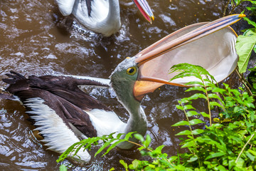 Funny pelican with mouth wide open standing and catching a fish. Bird in a tropical lake at the zoo asks for food from visitors, smile, pull head up and beak showing the inside.