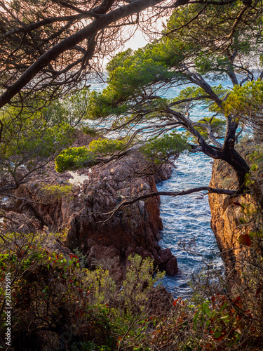 Fotografie, Obraz jagged mediterranean coastline with pine trees