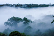 View on morning fog in the brazilian rainforest by Javari river