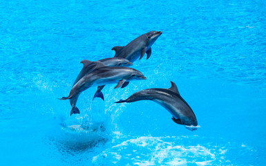 Wall Mural - Group of dolphins jumping on the water - Beautiful seascape and blue sky