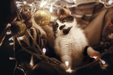 Wall Mural - Cute kitty playing with ornaments in basket with lights under christmas tree in festive room. Adorable funny kitten with amazing eyes. Merry Christmas concept. Atmospheric image, brown tone