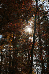 Sticker - the brown leaves on an autumn tree