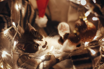 Wall Mural - Cute kitty playing with ornaments in basket with lights under christmas tree in festive room. Adorable funny kitten with amazing eyes. Merry Christmas concept. Atmospheric image, brown tone