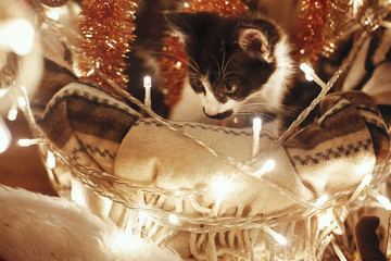 Wall Mural - Cute kitty sitting in basket with garland lights under christmas tree in rustic room. Adorable funny kitten with amazing eyes. Merry Christmas concept. Atmospheric image, brown tone