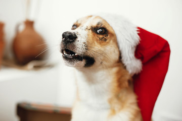 Wall Mural - Merry Christmas concept. Cute dog in santa hat with adorable eyes and funny emotions sitting in festive room.  Sweet golden doggy smiling. Atmospheric image. Season's greetings.