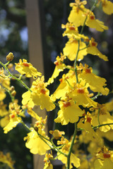 Sticker - a yellow orchid in full bloom